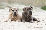 CANE CORSO 540